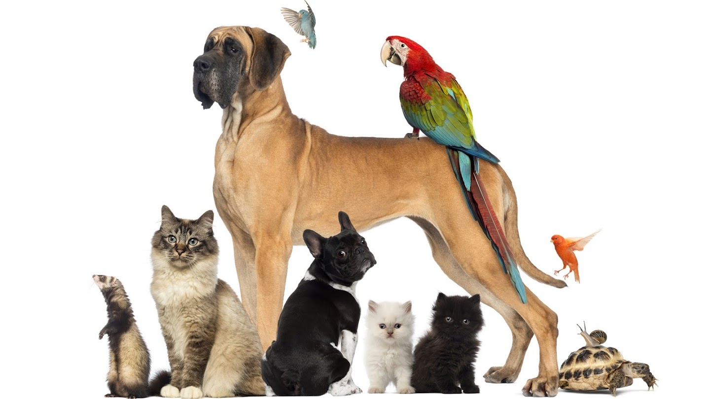 pets
