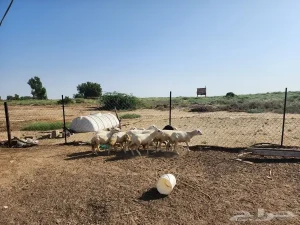 رخيل للبيع نظيفة على الشرط و طيبة