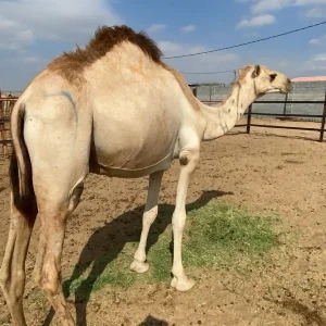 قعدان مرابي البيع جملة وتفريد