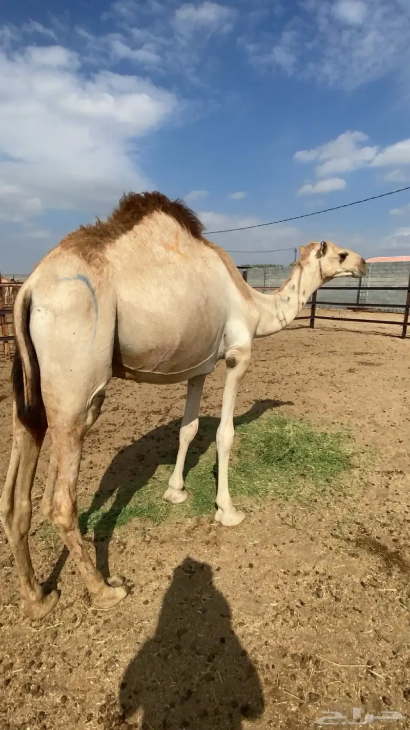 قعدان مرابي البيع جملة وتفريد