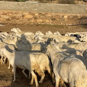 ضان من غنم شهران جبرات بفحلها عدد 51