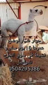 حوار ضيار