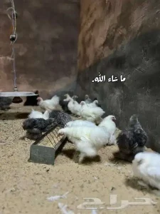 كوشن سلكي