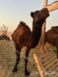 للبيع قعدان عدد 2 محاهيم والبيع جمله