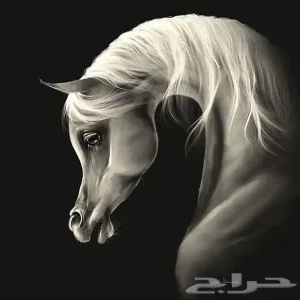 ايواء خيل المزاحميه