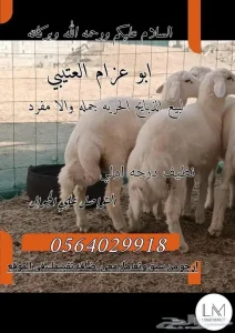 ذبايح مناسبات ثلاجه طلعه