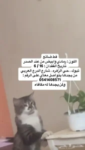 قط ضائع