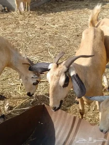 العرض الأول تيس بابوري بيشي اصيل اكحل وانتاجه فاخر