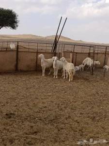 ضان حريات طيبة