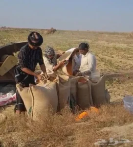 حب ذره خريف السنه على الشرط صافي