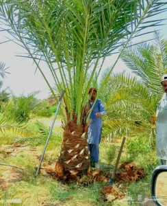 نخل نقايل برحي نبوت عجوه شيشي روثانا صقعي منيفي شيشي نخيل