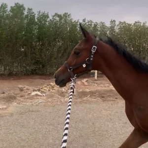 خيل شعبي