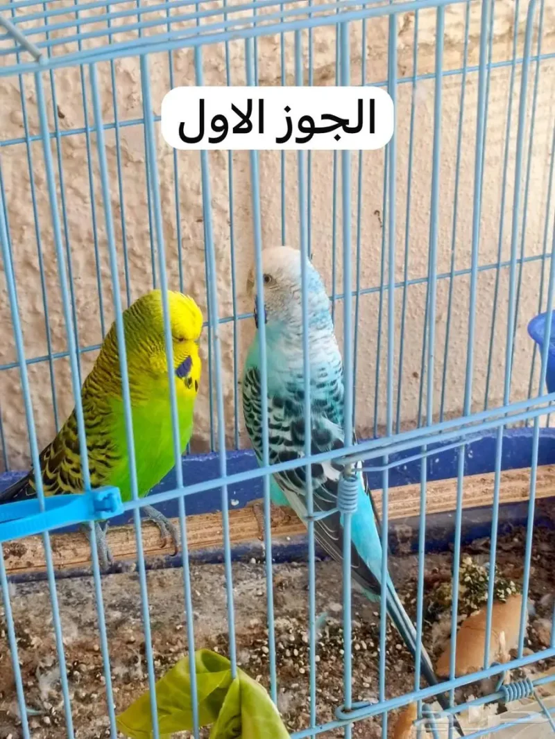 ازواج باوجي للبيع